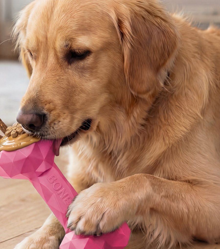 Golden retriever chewing a Pup Quartet natural rubber bone filled with peanut butter